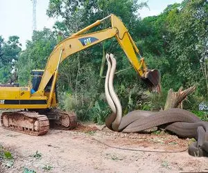 جذابیت حیات وحش؛ پیتون غول بعد بلع گراز دد اروم خزید وسط راه نای حرکت نداره