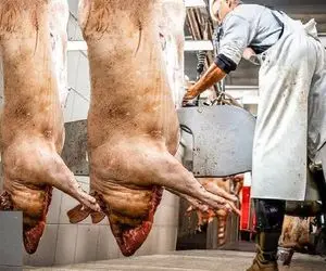 فرآوری خوک؛ خوک حرومی سیه چرده رو بعد کارواش به چهار میخ کشید ریش شده ریخت رو پیتزا