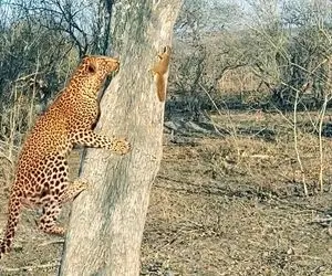 از جذابیت های حیات وحش؛ کوچولو ریز پلنگ رو سر درخت عاصی کرد و بهش نشون داد رئیس اونه