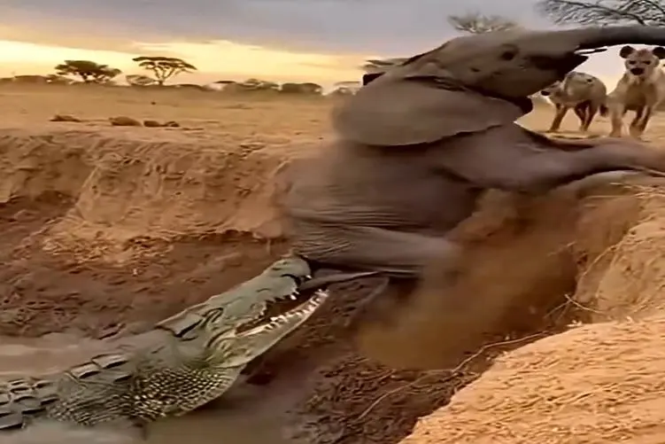 معماری طبیعت؛ فیل با اون هیبت و هیکل سر یه تیکه دم مسخره اش به قهقرا رفت