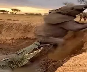 معماری طبیعت؛ فیل با اون هیبت و هیکل سر یه تیکه دم مسخره اش به قهقرا رفت