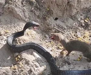 شاهکار حیات وحش / کشتی لاطائل مار و مانگوس زرد برای فائق آمدن بر دیگری