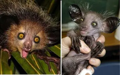 آن روی طبیعت وحشی؛ حیوانی به نام «آی آی» که انگشتانی شبیه اسپایدرمن دارد!