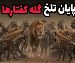 قلمرو حیوانات؛ شیری که ۴۰ کفتار را در ساووتی نابود کرد