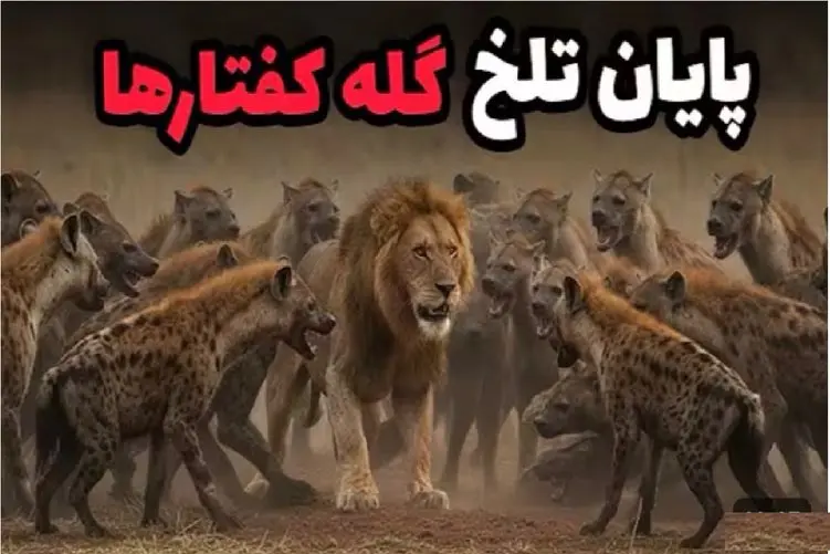 قلمرو حیوانات؛ شیری که ۴۰ کفتار را در ساووتی نابود کرد