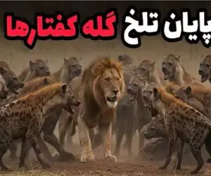 قلمرو حیوانات؛ شیری که ۴۰ کفتار را در ساووتی نابود کرد