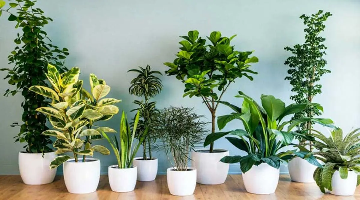 Best-Indoor-Plants