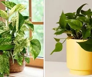 دلایل زرد شدن برگ های پتوس و راه های درمانش؛ با این آبشاریه خوشگل به خونت صفا بده