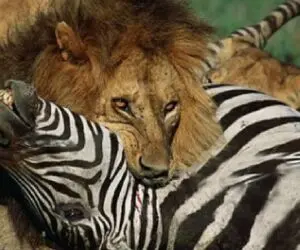 مستند حیات وحش؛ وحشی بازی شیرها برای غذا