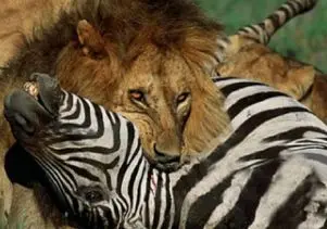 مستند حیات وحش؛ جدال سهمگین شیرها برای تهیه غذا