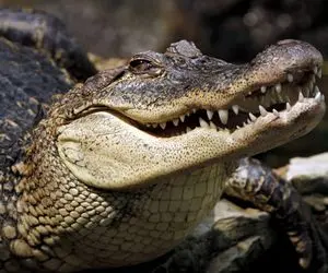 آن روی طبیعت وحشی؛ جزیره کروکودیلها جایی که اونها رو لوس می‌کنند و نازشون رو میکشن