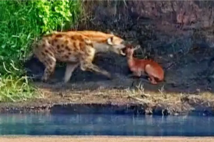 مستند حیات وحش؛ کفتار به دنبال ایمپالا مجروح