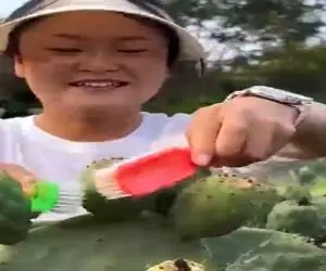 کشاورزی نوین؛ با فرچه خارهای کاکتوسو تمیز کرد یه چاقو زد بهش میوه خوش رنگشو درآوورد