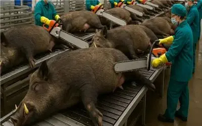 فرآوری گراز؛ گراز بعد تعقیب‌ و‌ گریز با اره‌ برقی ذبح کردن از گوشتش سود ببرند