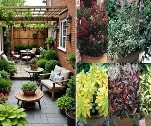 گیاهان مختص نگهداری در حیاط خانه و ویلا در زمستان و سرما؛ گلدار، همیشه سبز و مقاوم