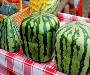 کشاورزی نوین؛ برای فروش میلیارد دلاری هندوانه با سموم به روز اونو به شکل قلب درآوردن