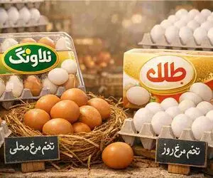قیمت تخم مرغ امروز دوشنبه 21 اردیبهشت 1405 + جدول