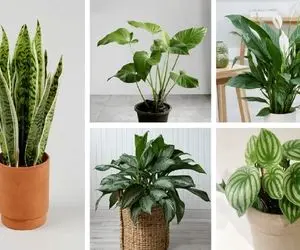 گرانترین گلهای آپارتمانی ایران / انتخاب ایده آل و لوکس ثروتمندان برای خانه شان