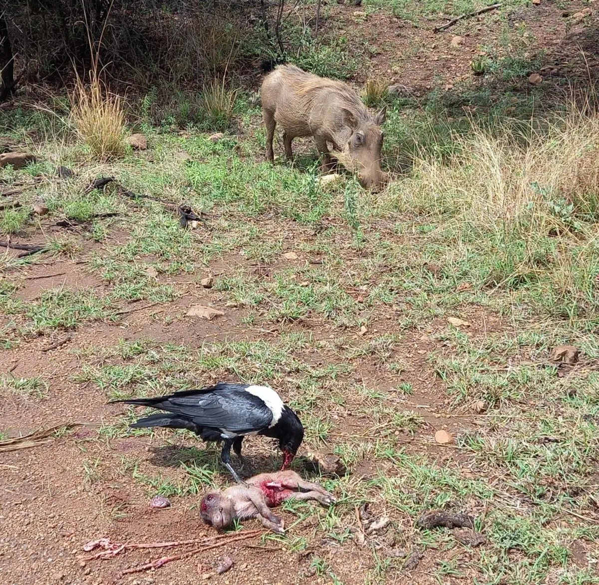 Mavis-Crundwell_017-Mother-chased-Crow-from-third-piglet-and-then-tries-to-chase-Crow-from-first-piglet-1024x1000