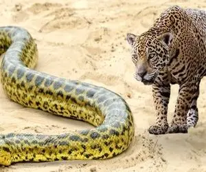 از جذابیت های حیات وحش؛ دو تا پلنگ مار پیتون رو هر کدوم یه کله اش گرفتن کشیدن