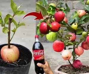 کشاورزی نوین؛ گلابی و سیب رو با هم پیوند زدن بهش نوشابه هم دادن درختش هر دو رو داده