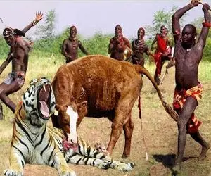 جنگجویان طبیعت؛ ببر بدسگال رفت مزرعه گاو نر بدزده قبیله ماسایی با نیزه هلاکش کردن