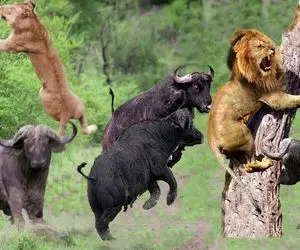 از جذابیت های حیات وحش؛ شیر اومد بچه بوفالو رو بگیره ننه باباش یهو وحشی شده ریختن سرش