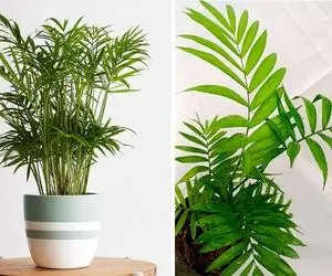 راهنمای نگهداری از گیاه شامادورا / نکاتی مهم برای حفظ شادابی و رشد این نخل زیبا