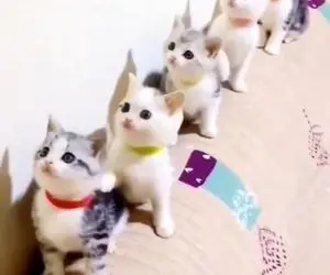 رقصیدن 5 پچه گربه به صورت هماهنگ + ویدیو