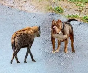 جذابیت حیات وحش؛ نبرد سهمگین سگ نگهبان با کفتار پلید