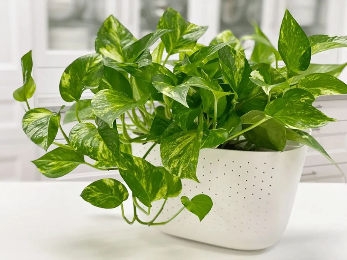pothos-07
