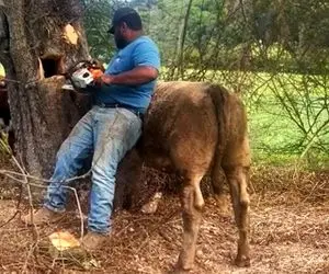 مستند حیات وحش؛ گوساله احمق سرش تو درخت گیر کرد