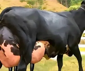گاوهای باورنکردنی؛ گاو غول که برای دوشیدنش نیاز به دستگاه های فوق پیشرفته هست