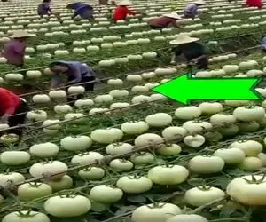 کشاورزی نوین؛ با دستکاری بذر مزرعه گوجه فرنگی زدن هنوز کالن قد هندونه ان برسن چی میشن