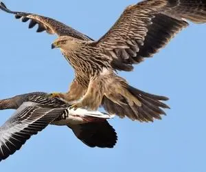 جذابیت های حیات وحش؛ عقاب بدسگال مثل یه جنگنده میزنه شکارش رو با خاک یکسان میکنه