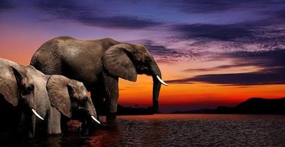 elephant_sunset