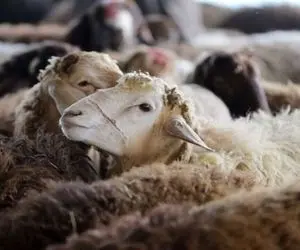 قیمت دام‌ زنده امروز ۵ اردیبهشت/ قیمت گوسفند چقدر تغییر کرد؟