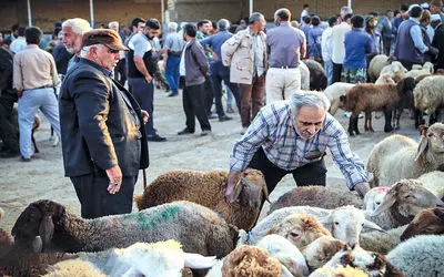 قیمت دام زنده ۲۴ آبان ۱۴۰۳/ عقب‌نشینی نرخ گوساله از مرز ۲۰۰ هزار تومان در تهران