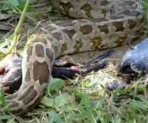 از جذابیت های حیات وحش؛ لحظه چندشی که پیتون غول دو تا لاشه رو درسته بالا آورد