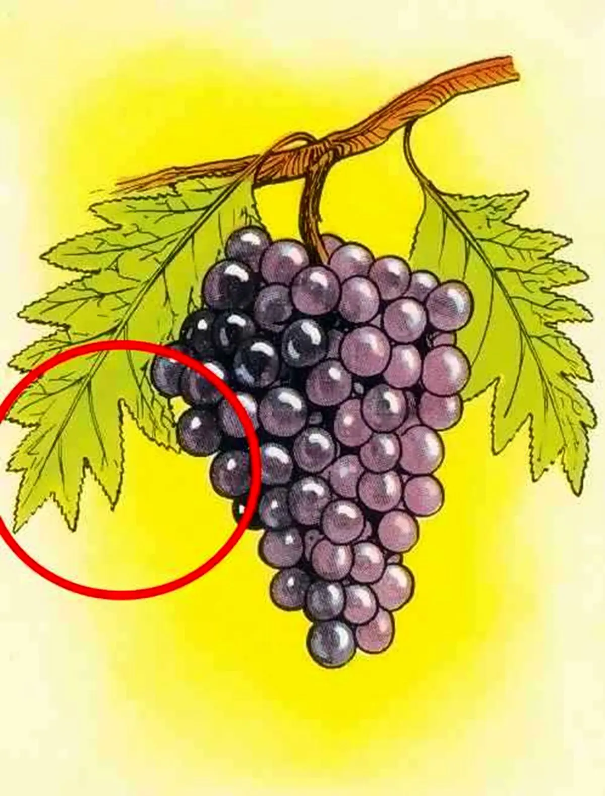 آزمون-شناسایی-اشتباه-خوشه-انگور-2