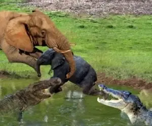 مستند حیات وحش؛ تمساح شقی با شکار بچه ی فیل یاد داد رودخونه جا بچه مچه نیست