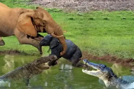 مستند حیات وحش؛ تمساح شقی با شکار بچه ی فیل یاد داد رودخونه جا بچه مچه نیست
