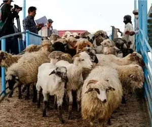 (جدول) قیمت دام زنده امروز ۱۱ اسفند ۱۴۰۳‌