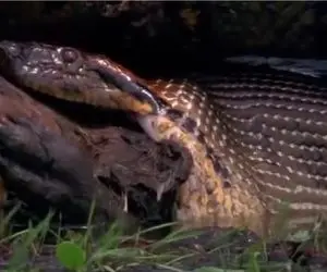 مستند حیات وحش؛ سمور اسیر کمب قلمبه پیتون شد