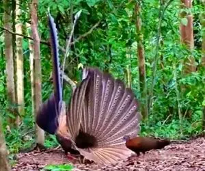 مستند حیات وحش؛ خواستگاری قرقاول نر با فیگورهای باشگاهی از جفت ماده با شکست مواجه شد