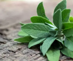 همه چیز درباره مریم گلی از خواص شگفت انگیز تا مضرات احتمالی