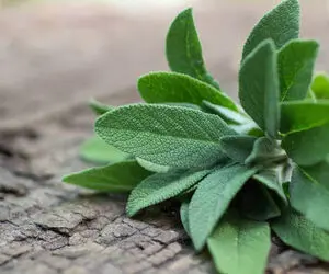 همه چیز درباره مریم گلی از خواص شگفت انگیز تا مضرات احتمالی