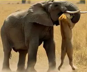 شاهکار حیات وحش / شیر طمع کار بچه فیل را درید خرطوم مادر شد طناب دارش