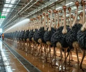 فرآوری شترمرغ؛ شترمرغ محتضر بعد بهره کشی دور ریز نداره گوشتش کباب و پوستش کفش