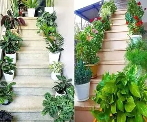 گیاهان مختص راه پله  تاریک؛ عالی برای اون راه پله ها که حتی چشم چشمو نمیبینه